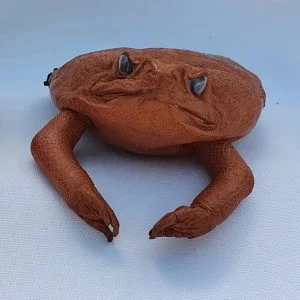 cane-toad-coin-pouch