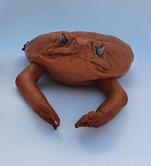 Cane Toad Coin Purse - Made in Australia
