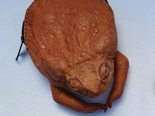 Cane Toad Coin Purse - Top View Australian Souvenirs - Cane Toad Coin Purse